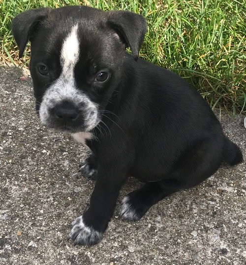 Diesel