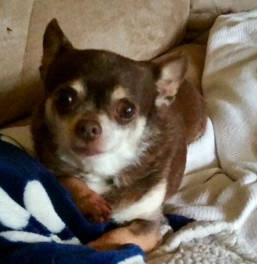 Bootsie