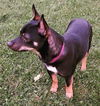 Corky