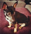 Corky
