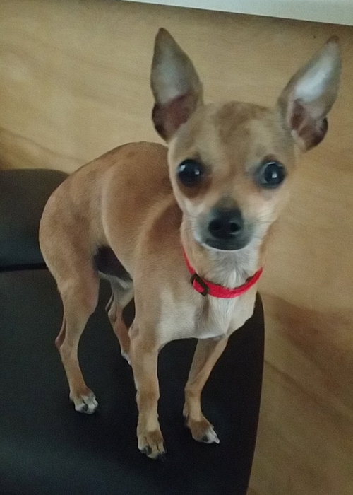 Gizmo