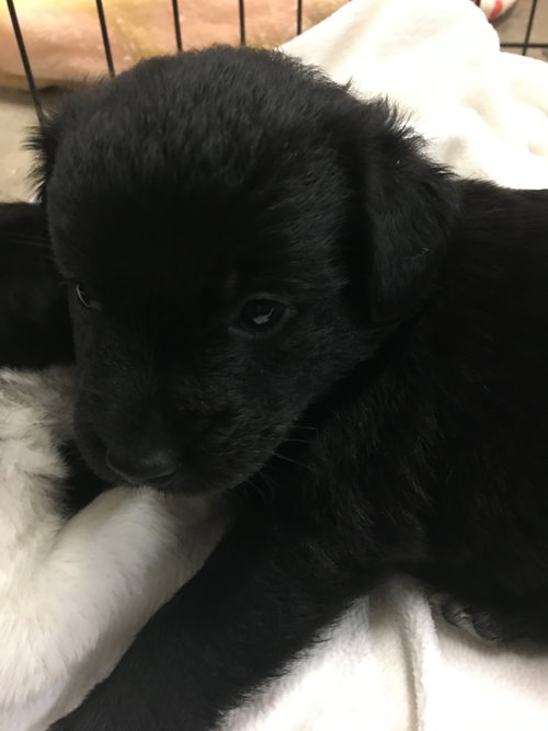 Chloe