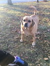 Buckley