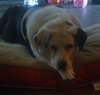 Dixie