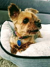 Lola