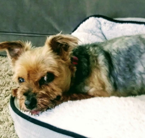 Lola