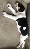 Maverick