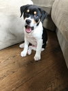 Maverick