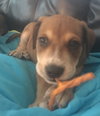 Brutus