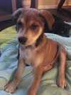 Brutus