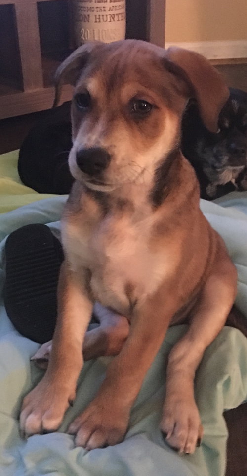 Brutus