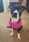 Stella