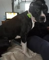 Stella