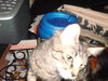 Tigger