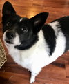 Cici