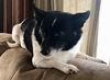 Cici