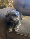 Tucker