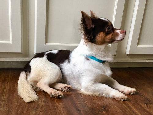 Milo