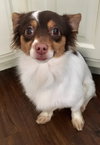 Milo