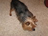 Tuffy