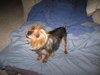 Tuffy