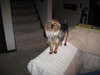 Tuffy