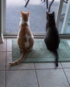 Bo and Luke
