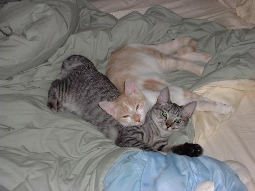 Bo and Luke