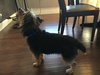 Brady