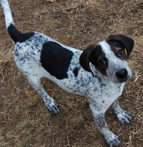 Dixie