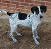 Dixie