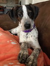 Dixie