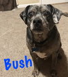 Bush