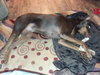 Brutus