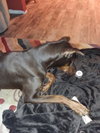 Brutus