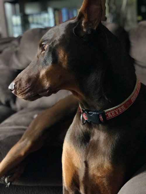 Brutus