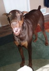 Brutus