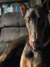 Brutus
