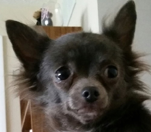 Molly
