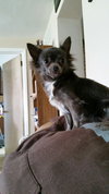 Molly