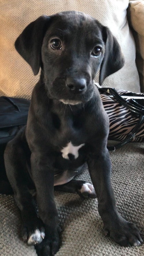 Dixie
