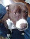 Mocha