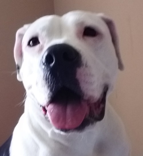 Blanca
