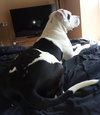 Blanca