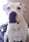 Blanca