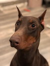 Bronson