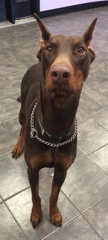 Bronson