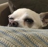 Boo