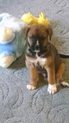 Chubba