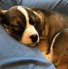 Tucker